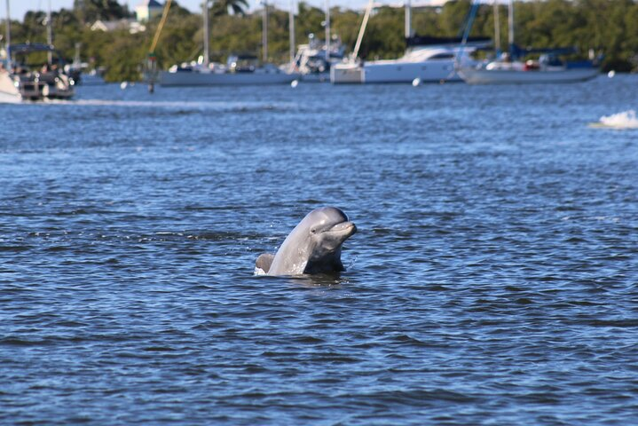 Fort Myers Beach Dolphin & Sightseeing Tour Refreshments Included - Photo 1 of 7